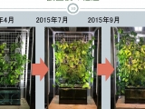 植物育成システムの試作　?室内用バーチカ